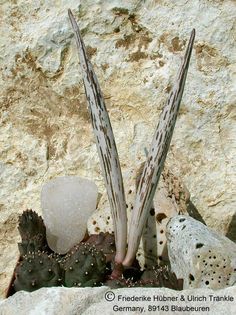 Huernia kennedyana Frucht 1 – Asclepidarium