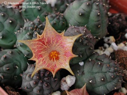 Huernia kennedyana Habitus Klon a – Asclepidarium
