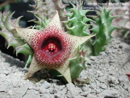 Huernia laeris fo. Harras4 – Asclepidarium