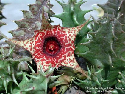 Huernia laeris fo. Harras7 – Asclepidarium