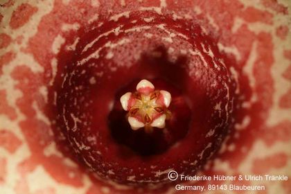 Huernia laevis (F2 aff laevis) (FH05,143) 004 – Asclepidarium