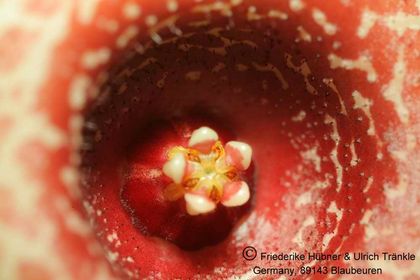 Huernia laevis (F2 aff laevis) (FH05,143) 007 – Asclepidarium