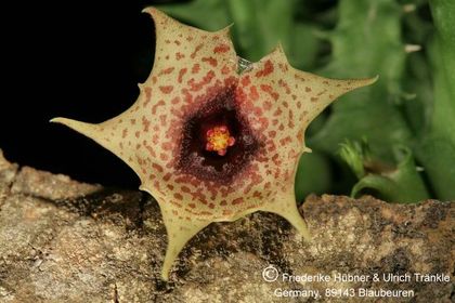 Huernia laevis (F2 aff laevis) (FH05,144) 002 – Asclepidarium