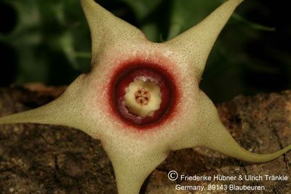 Huernia laevis (F2 aff verekeri) (FH05,142) 006 – Asclepidarium