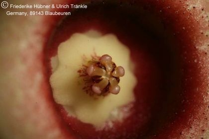 Huernia laevis (F2 aff verekeri) (FH05,142) 010 – Asclepidarium