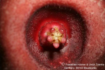 Huernia laevis F2 (dunkle Form) (FH05,146) 004 – Asclepidarium