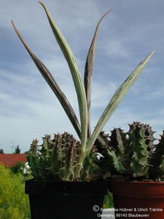Huernia laevis Harrasberge Früchte 17 cm – Asclepidarium