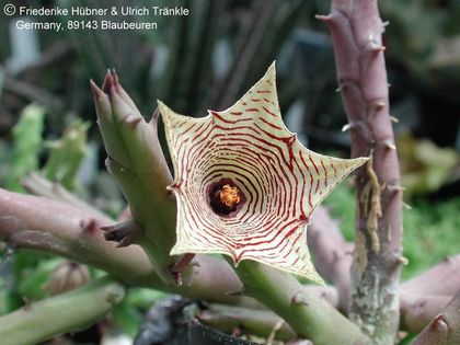 Huernia leachii 2 – Asclepidarium