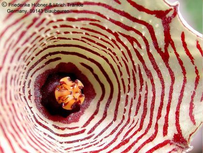 Huernia leachii nah – Asclepidarium