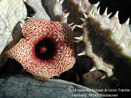 Huernia loesneriana 1 – Asclepidarium