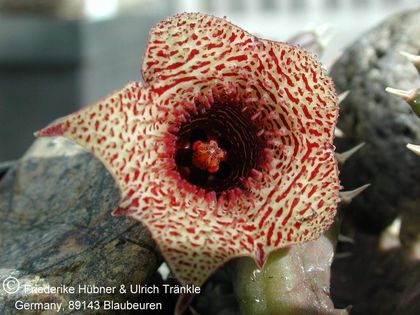 Huernia loesneriana 2 – Asclepidarium