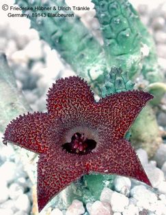 Huernia longii 1 – Asclepidarium