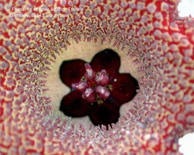 Huernia longii Corona – Asclepidarium