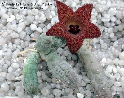 Huernia longii Habitus – Asclepidarium