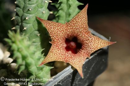 Huernia longii ssp echidnopsioides (W Patensie, RSA) (FH07,121) 001 – Asclepidarium