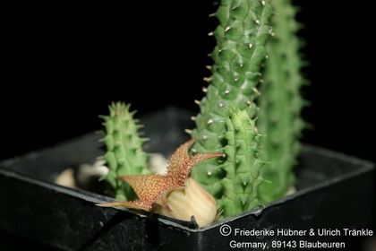 Huernia longii ssp echidnopsioides (W Patensie, RSA) (FH07,121) 002 – Asclepidarium