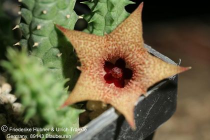 Huernia longii ssp echidnopsioides (W Patensie, RSA) (FH07,121) 003 – Asclepidarium