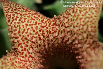 Huernia longii ssp echidnopsioides (W Patensie, RSA) (FH07,121) 005 – Asclepidarium
