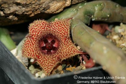 Huernia longii subsp. longii (Barad 11570, Uitenhage, Groendaal DAW, Cape) (FH04,106) 001 – Asclepidarium