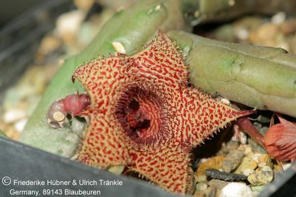 Huernia longii subsp. longii (Barad 11570, Uitenhage, Groendaal DAW, Cape) (FH04,106) 003 – Asclepidarium