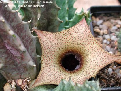 Huernia longituba hell 1 – Asclepidarium