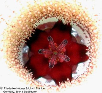 Huernia longituba hell 2 – Asclepidarium