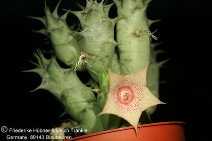 Huernia marnieriana (FH08,053) 004 – Asclepidarium