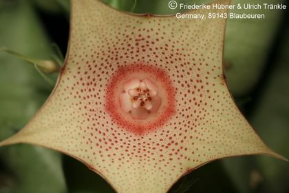 Huernia marnieriana (FH08,053) 005 – Asclepidarium