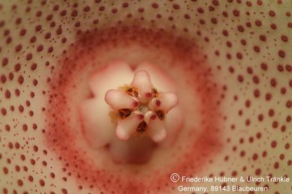 Huernia marnieriana (FH08,053) 006 – Asclepidarium