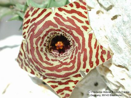 Huernia mesneriana 3 – Asclepidarium