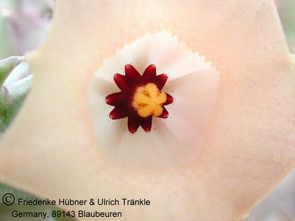 Huernia namaquensis (Farm Harras) 2 – Asclepidarium