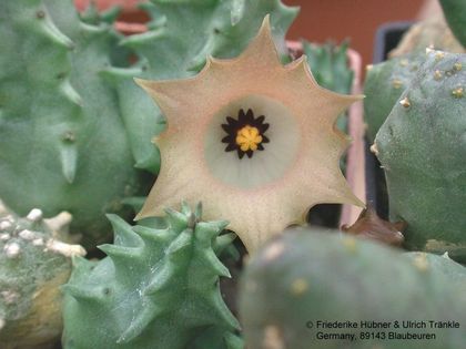 Huernia namaquensis Kleinmichel 6er Blüten – Asclepidarium