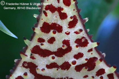 Huernia nigeriana (FH04,010) 003 – Asclepidarium