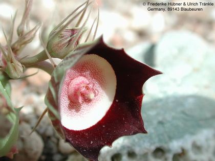 Huernia oculata 1 – Asclepidarium