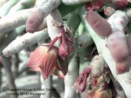 Huernia pendula 2 – Asclepidarium