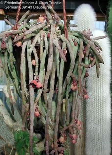 Huernia pendula 4 – Asclepidarium