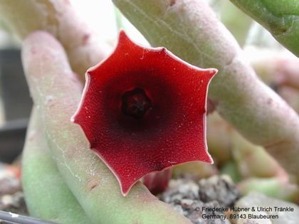 Huernia pendula Blüte innen1 – Asclepidarium