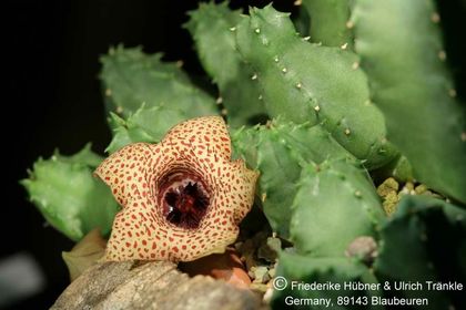 Huernia piersii (FH07,105) 001 – Asclepidarium