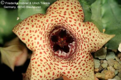 Huernia piersii (FH07,105) 005 – Asclepidarium