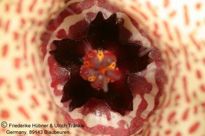 Huernia piersii (FH07,105) 006 – Asclepidarium