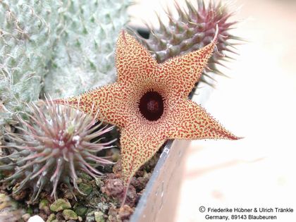 Huernia pillansii2 – Asclepidarium