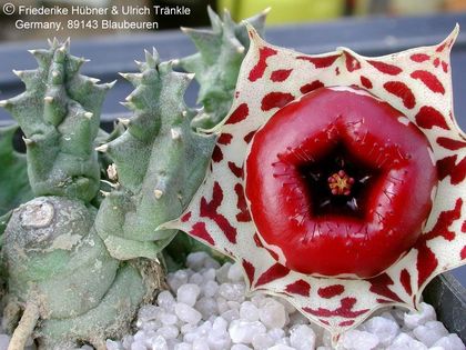 Huernia plowesii 1 – Asclepidarium
