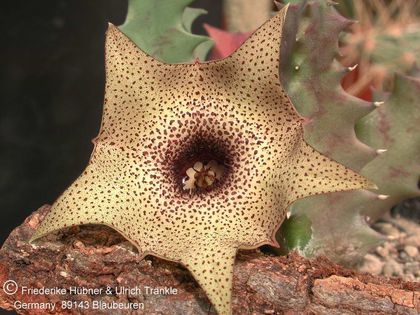 Huernia praestans IB7580 (RSA Joubertskop) 1 – Asclepidarium