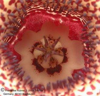 Huernia praestans IB7580 (RSA Joubertskop) 4 – Asclepidarium