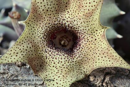 Huernia praestans IB7580 (RSA Joubertskop) (FH05,010) 005 – Asclepidarium