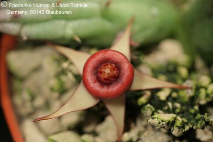 Huernia procumbens (FH08,085) 001 – Asclepidarium