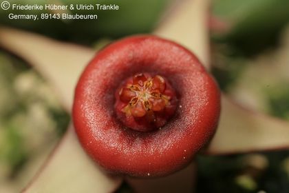 Huernia procumbens (FH08,085) 002 – Asclepidarium