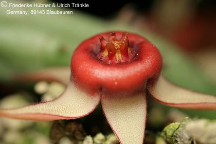 Huernia procumbens (FH08,085) 003 – Asclepidarium