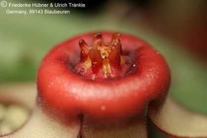 Huernia procumbens (FH08,085) 004 – Asclepidarium