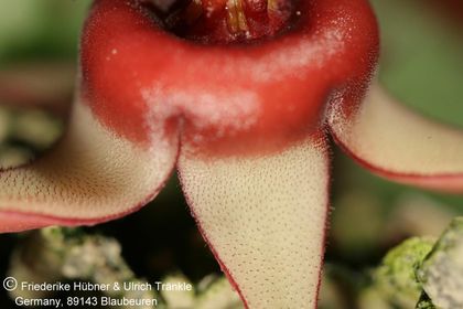 Huernia procumbens (FH08,085) 005 – Asclepidarium